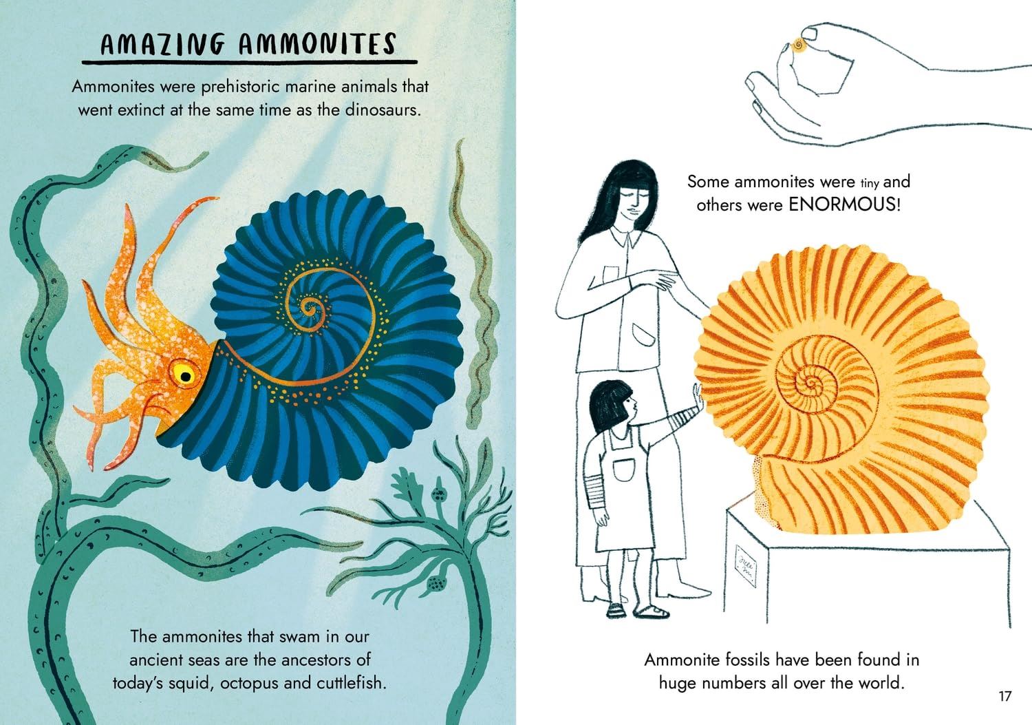 HELLO FOSSILS AND SHELLS: A LITTLE GUIDE TO NATURE