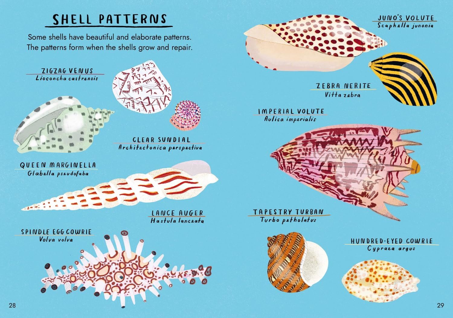 HELLO FOSSILS AND SHELLS: A LITTLE GUIDE TO NATURE